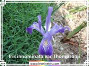 Iris%20innominata%20var%20Thompsonii%20.jpg