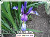 Iris%20graminea%20.jpg