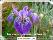 Iris%20versicolor%20semperflorens%20.jpg