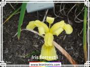 Iris%20forrestii%20.jpg
