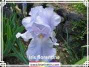 Iris%20florentine%20.jpg