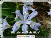 Iris%20cristata%20%27Pale%20Blue%27%20.jpg
