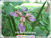 Iris%20foetidissima%20.jpg