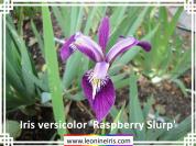 Iris%20versicolor%20%27Raspberry%20Slurp%27%20.jpg