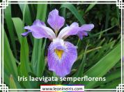 Iris%20laevigata%20semperflorens%20.jpg