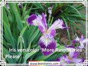 Iris%20versicolor%20%27More%20Raspberries%20Please%27%20.jpg