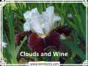 Clouds%20and%20Wine%20.jpg