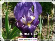 Iris%20marsica%20.jpg