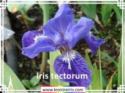 Iris%20tectorum%20.jpg