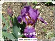 Iris%20aphylla%20.jpg
