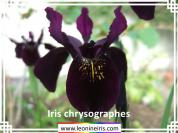 Iris%20chrysographes%20.jpg