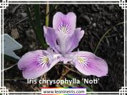 Iris%20chrysophylla%20%27Noti%27%20.jpg