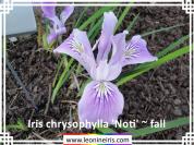 Iris%20chrysophylla%20%27Noti%27%20~%20fall%20.jpg