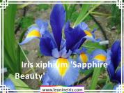Iris%20xiphium%20%27Sapphire%20Beauty%27%20.jpg