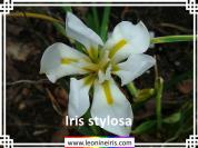 Iris%20stylosa%20.jpg