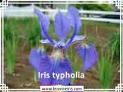 Iris%20typholia%20.jpg