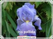 Iris%20pallida%20.jpg