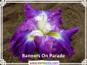 Banners%20On%20Parade%20.jpg