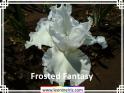 Frosted%20Fantasy%20.jpg