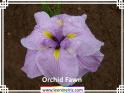 Orchid%20Fawn%20.jpg