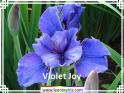 Violet%20Joy%20.jpg