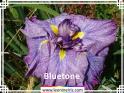 Bluetone%20.jpg